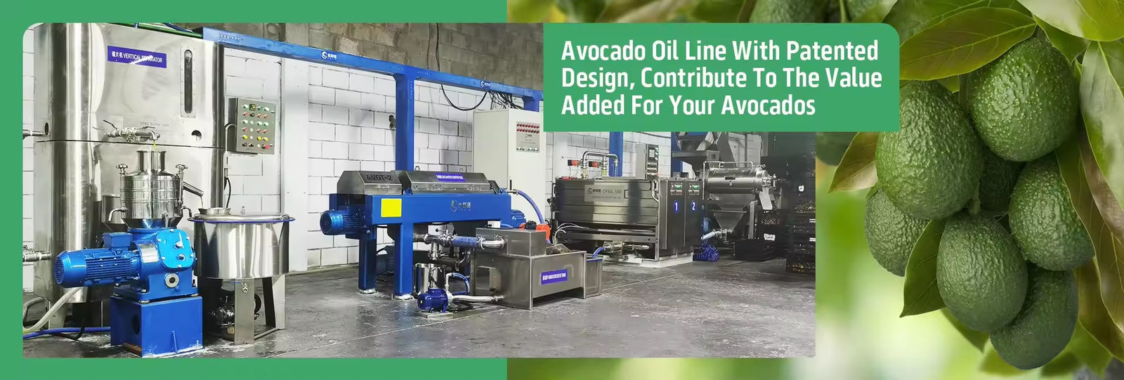Macchina per olio di avocado