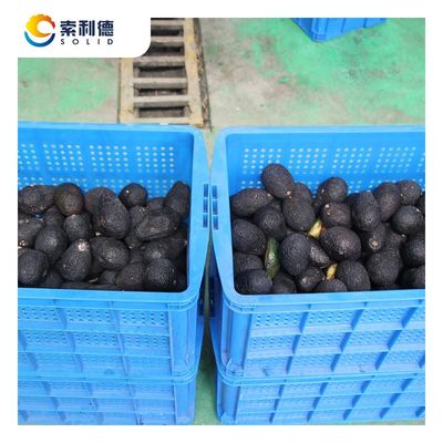 500 kg/h Linea di estrazione dell'olio di avocado pressato a freddo con macchina di estrazione a centrifuga