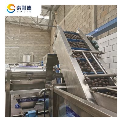 500 kg/h Linea di estrazione dell'olio di avocado pressato a freddo con macchina di estrazione a centrifuga